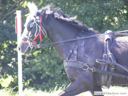 beelsby090912y