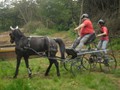bagmoor190812q