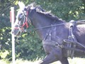 beelsby090912y