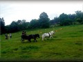 funday2012zi