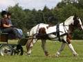 hackthorn290712i