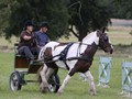 hackthorn290712zf